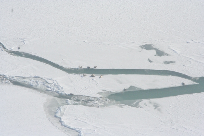 CCISS Aircraft CCISS Aircraft